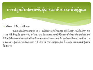  อัตราการใช้สารเร่งอีเทรล
ชนิดเข้มข้นมีสารออกฤทธิ 39% จะใช้อีเทรลหรือโปรเทรล อย่างใดอย่างหนึ่งในอัตรา 10
– 15 ซีซี. ปุ๋ ยยูเรีย 300-400 กรัม/น้า 20 ลิตร ผสมและคนให้ปุ๋ ยละลายใช้หยอดที่ยอดต้นละ 60
ซีซี. ครั้งเดียวหยอดในตอนเช้าหรือหลังจากหยอดยาประมาณ 45 วัน จะสังเกตเห็นดอก แต่เพื่อความ
แน่นอนควรสุ่มตัวอย่างหลังหยอดยา 10 –15 วัน ทาการผ่าดูถ้าได้ผลที่ปลายสุดของยอดจะมีปุ่มเห็น
ได้ ชัดเจน
การปลูกสับปะรดพันธุ์นางแลสับปะรดพันธุ์ภููแล
 