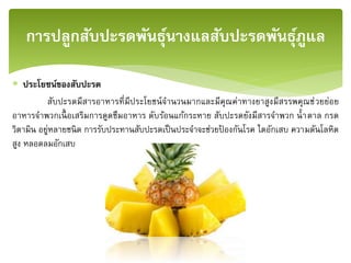  ประโยชน์ของสับปะรด
สับปะรดมีสารอาหารที่มีประโยชน์จานวนมากและมีคุณค่าทางยาสูงมีสรรพคุณช่วยย่อย
อาหารจาพวกเนื้ อเสริมการดูดซึมอาหาร ดับร้อนแก้กระหาย สับปะรดยังมีสารจาพวก น้าตาล กรด
วิตามิน อยู่หลายชนิด การรับประทานสับปะรดเป็นประจาจะช่วยป้ องกันโรค ไตอักเสบ ความดันโลหิต
สูง หลอดลมอักเสบ
การปลูกสับปะรดพันธุ์นางแลสับปะรดพันธุ์ภููแล
 