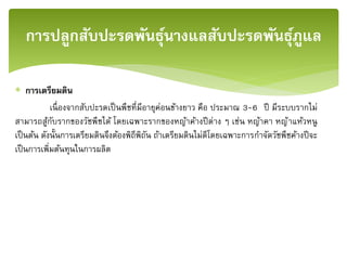  การเตรียมดิน
เนื่องจากสับปะรดเป็นพืชที่มีอายุค่อนข้างยาว คือ ประมาณ 3-6 ปี มีระบบรากไม่
สามารถสู้กับรากของวัชพืชได้ โดยเฉพาะรากของหญ้าค้างปีต่าง ๆ เช่น หญ้าคา หญ้าแห้วหนู
เป็นต้น ดังนั้นการเตรียมดินจึงต้องพิถีพิถัน ถ้าเตรียมดินไม่ดีโดยเฉพาะการกาจัดวัชพืชค้างปีจะ
เป็นการเพิ่มต้นทุนในการผลิต
การปลูกสับปะรดพันธุ์นางแลสับปะรดพันธุ์ภููแล
 