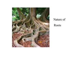Nature of
Roots
 