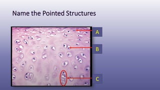Histology of Bone - Cartilage (Connective Tissue) | PDF