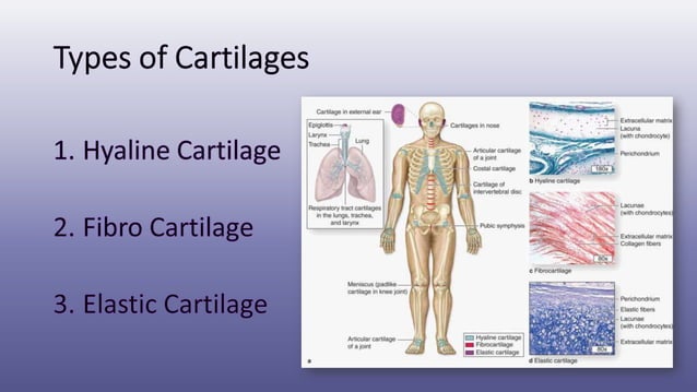 Histology of Bone - Cartilage (Connective Tissue) | PDF | Death, Injury ...