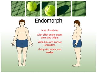 Endomorph Definition 1.2.1 Lesson 1 - somatotypes | PPT
