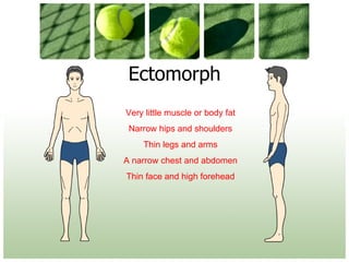 Ectomorph Very little muscle or body fat Narrow hips and shoulders Thin legs and arms A narrow chest and abdomen Thin face and high forehead 