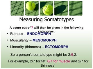 Measuring Somatotypes A score out of  7  will then be given in the following categories: Fatness –  ENDOMORPH Muscularity –  MESOMORPH Linearity (thinness) –  ECTOMORPH So a person’s somatotype might be 2: 6 :2.  For example, 2/7 for fat,  6/7 for muscle  and 2/7 for thinness. 