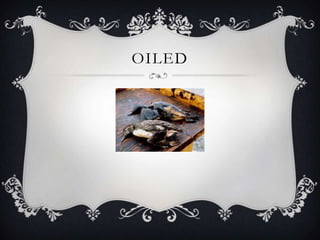 OILED
 