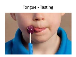 Tongue - Tasting 
 