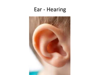 Ear - Hearing 
 