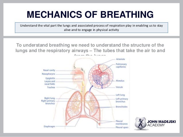Mechanism Of Breathing Flow Chart