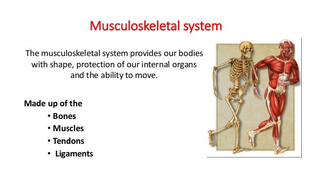 The Musculoskeletal System A Made Up Of