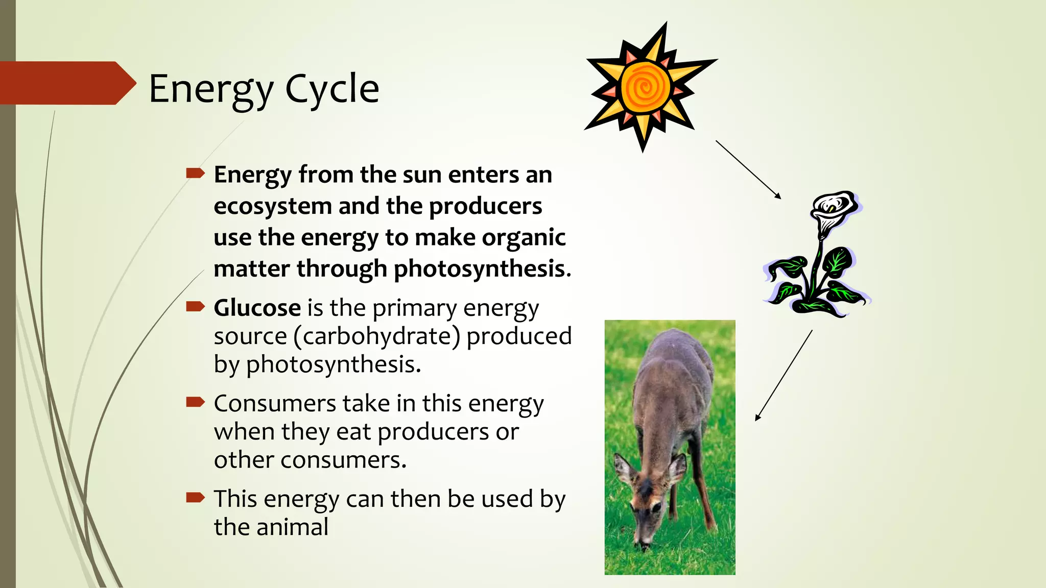 Energy Cycle
 Energy from the sun enters an
ecosystem and the producers
use the energy to make organic
matter through photosynthesis.
 Glucose is the primary energy
source (carbohydrate) produced
by photosynthesis.
 Consumers take in this energy
when they eat producers or
other consumers.
 This energy can then be used by
the animal
 