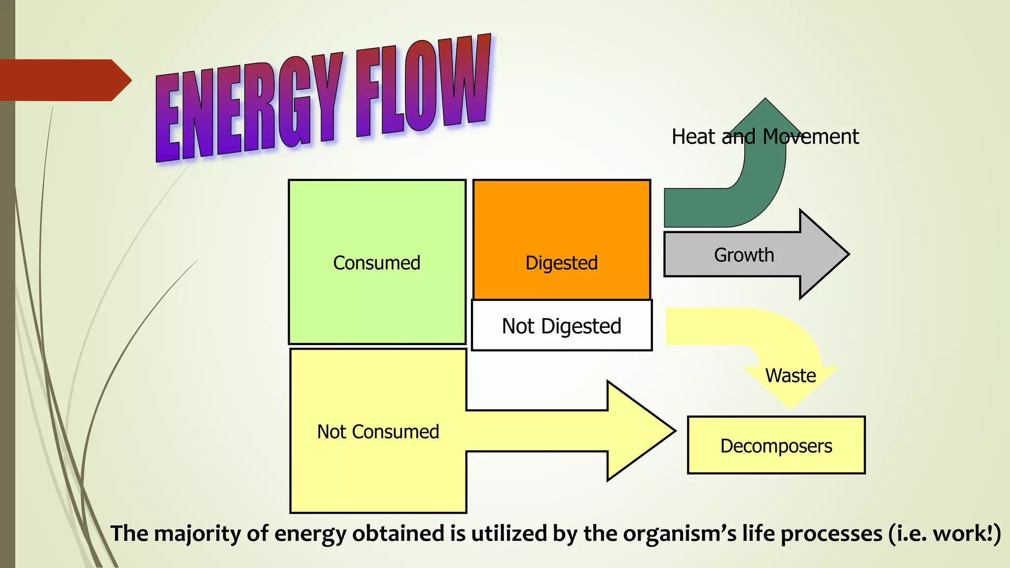 Consumed
Not Consumed
Digested
Not Digested
Heat and Movement
Growth
Waste
Decomposers
The majority of energy obtained is utilized by the organism’s life processes (i.e. work!)
 