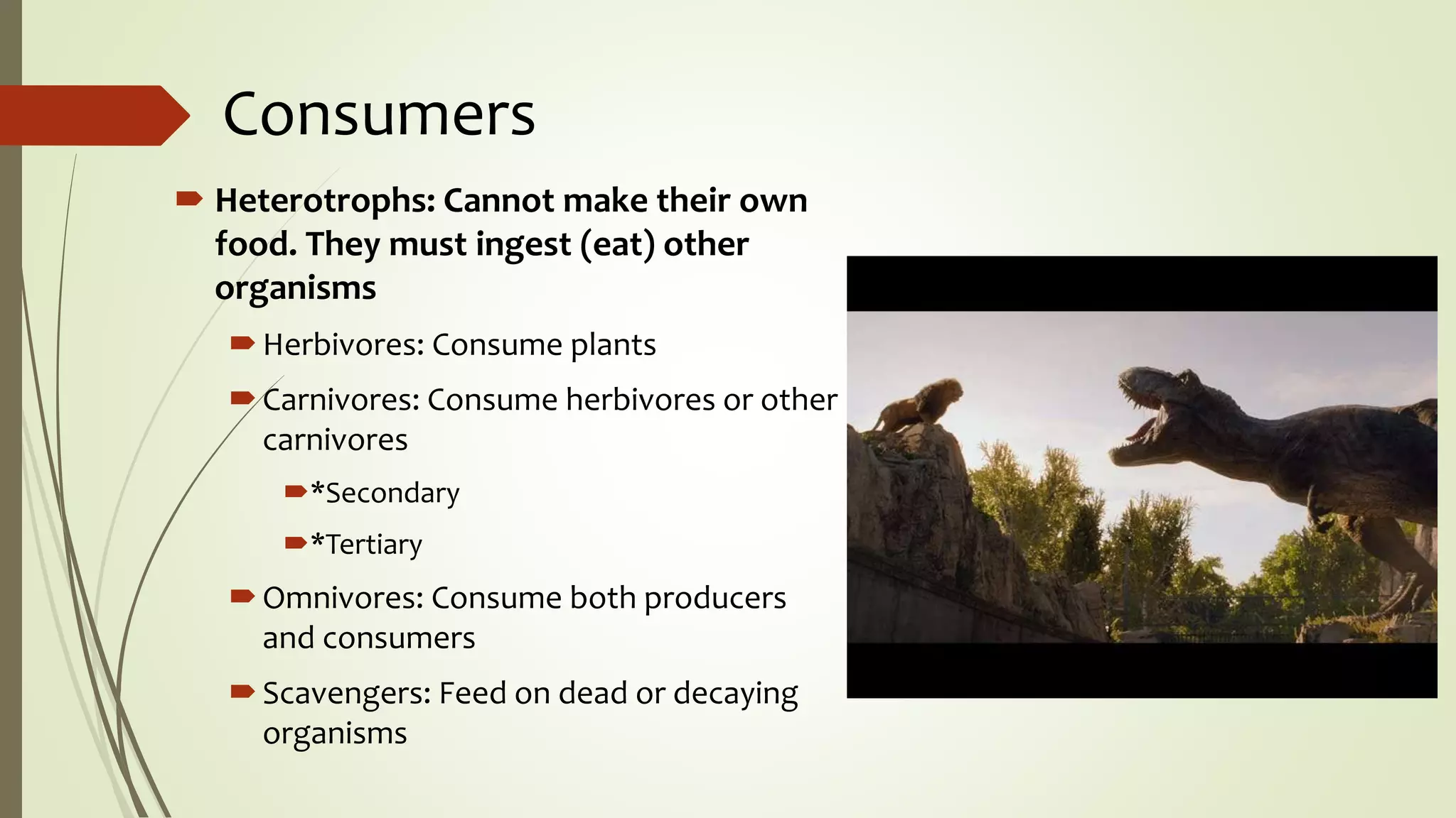 Consumers
 Heterotrophs: Cannot make their own
food. They must ingest (eat) other
organisms
Herbivores: Consume plants
Carnivores: Consume herbivores or other
carnivores
*Secondary
*Tertiary
Omnivores: Consume both producers
and consumers
Scavengers: Feed on dead or decaying
organisms
 