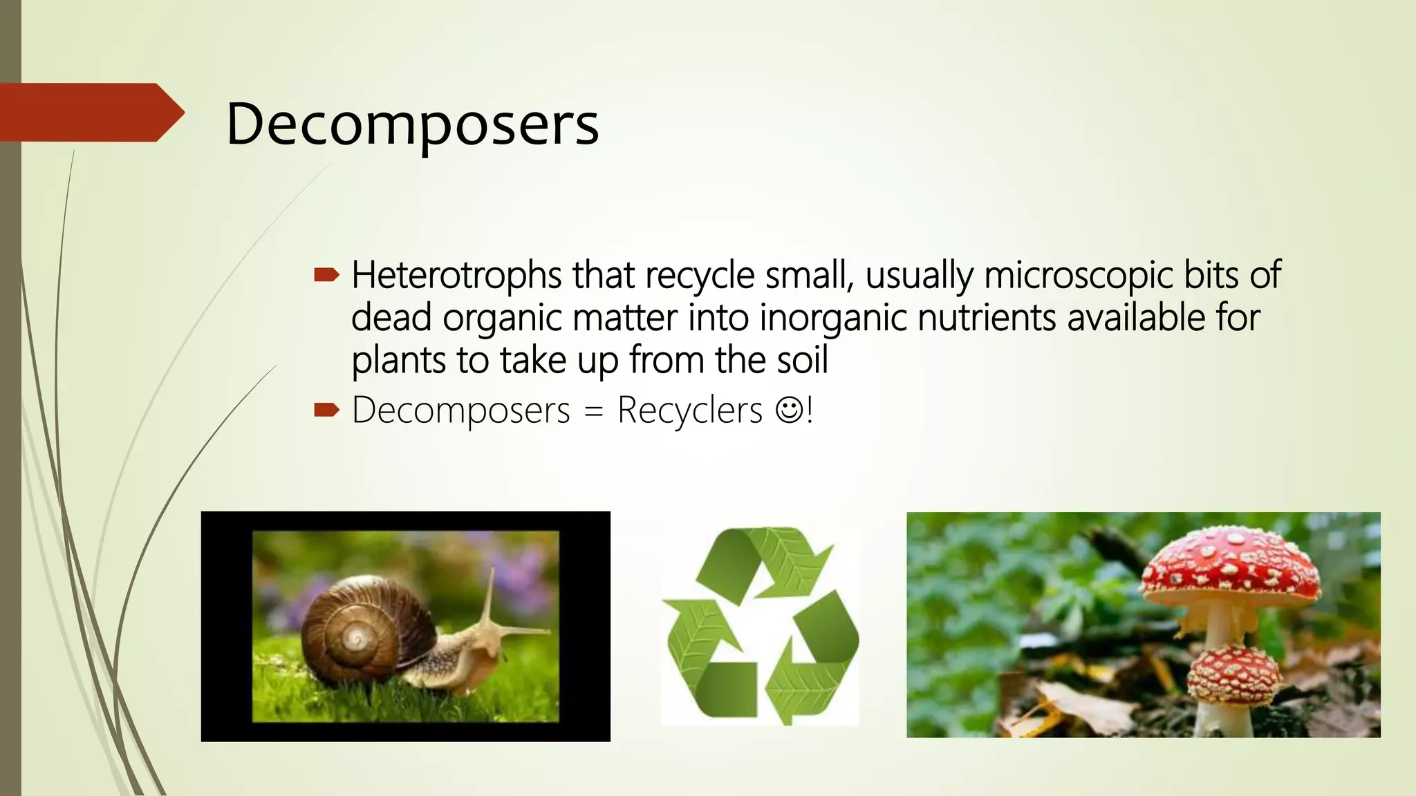 Decomposers
 Heterotrophs that recycle small, usually microscopic bits of
dead organic matter into inorganic nutrients available for
plants to take up from the soil
 Decomposers = Recyclers !
 