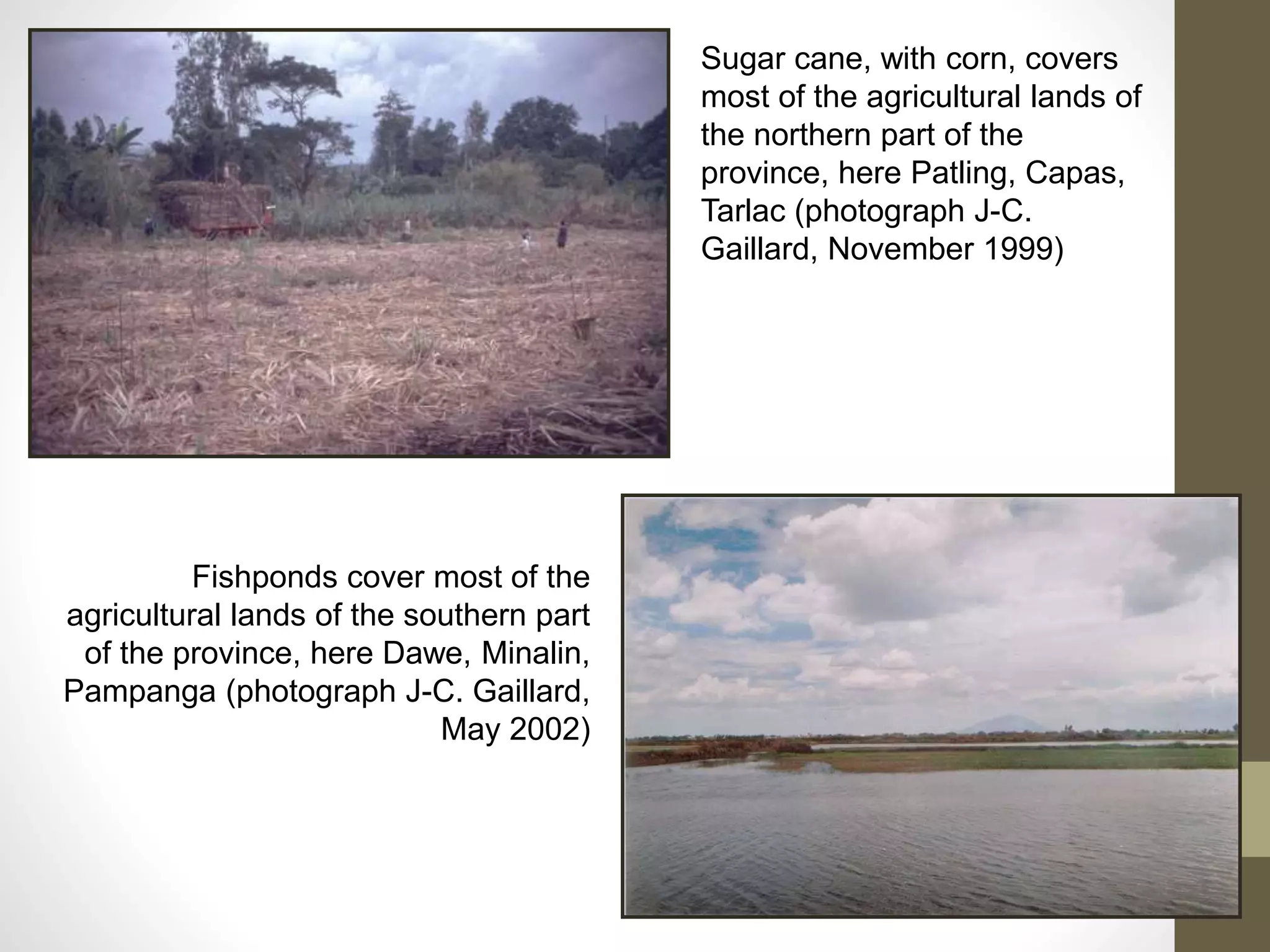 Fishponds cover most of the
agricultural lands of the southern part
of the province, here Dawe, Minalin,
Pampanga (photograph J-C. Gaillard,
May 2002)
Sugar cane, with corn, covers
most of the agricultural lands of
the northern part of the
province, here Patling, Capas,
Tarlac (photograph J-C.
Gaillard, November 1999)
 