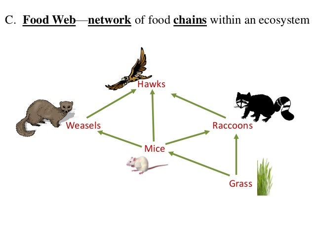 Lesson 1 Concept Of Ecology