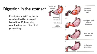 Lesson 1. Digestion 2.pdf