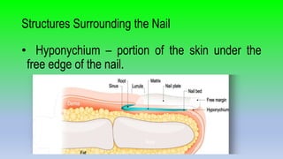 lesson-1-1-nail-structure-pptx