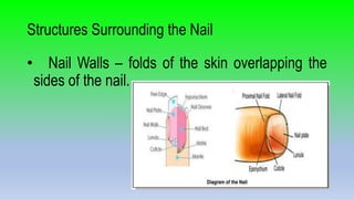 Structures Surrounding the Nail
• Nail Walls – folds of the skin overlapping the
sides of the nail.
 