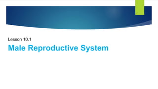 Lesson 10.1
Male Reproductive System
 