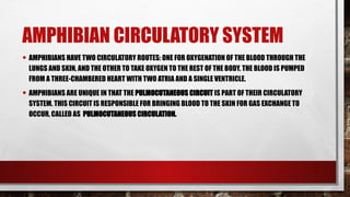 AMPHIBIAN CIRCULATORY SYSTEM
• AMPHIBIANS HAVE TWO CIRCULATORY ROUTES: ONE FOR OXYGENATION OF THE BLOOD THROUGH THE
LUNGS AND SKIN, AND THE OTHER TO TAKE OXYGEN TO THE REST OF THE BODY. THE BLOOD IS PUMPED
FROM A THREE-CHAMBERED HEART WITH TWO ATRIA AND A SINGLE VENTRICLE.
• AMPHIBIANS ARE UNIQUE IN THAT THE PULMOCUTANEOUS CIRCUIT IS PART OF THEIR CIRCULATORY
SYSTEM. THIS CIRCUIT IS RESPONSIBLE FOR BRINGING BLOOD TO THE SKIN FOR GAS EXCHANGE TO
OCCUR, CALLED AS PULMOCUTANEOUS CIRCULATION.
 