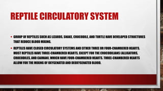 REPTILE CIRCULATORY SYSTEM
• GROUP OF REPTILES SUCH AS LIZARDS, SNAKE, CROCODILE, AND TURTLE HAVE DEVELOPED STRUCTURES
THAT REDUCE BLOOD MIXING.
• REPTILES HAVE CLOSED CIRCULATORY SYSTEMS AND EITHER THREE OR FOUR-CHAMBERED HEARTS.
MOST REPTILES HAVE THREE-CHAMBERED HEARTS, EXCEPT FOR THE CROCODILIANS (ALLIGATORS,
CROCODILES, AND CAIMAN), WHICH HAVE FOUR-CHAMBERED HEARTS. THREE-CHAMBERED HEARTS
ALLOW FOR THE MIXING OF OXYGENATED AND DEOXYGENATED BLOOD.
 