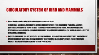 CIRCULATORY SYSTEM OF BIRD AND MAMMALS
• BIRDS AND MAMMALS HAVE DEVELOPED FOUR-CHAMBERED HEART.
• IN MAMMALS AND BIRDS, THE HEART IS DIVIDED COMPLETELY INTO FOUR CHAMBERS: TWO ATRIA AND TWO
VENTRICLES. OXYGENATED BLOOD IS FULLY SEPARATED FROM DEOXYGENATED BLOOD, WHICH IMPROVES THE
EFFICIENCY OF DOUBLE CIRCULATION AND IS PROBABLY REQUIRED FOR SUPPORTING THE WARM-BLOODED LIFESTYLE
OF MAMMALS AND BIRDS.
• THE LEFT ATRIUM AND THE LEFT VENTRICLE RECEIVE AND PUMP OXYGENATED BLOOD, RESPECTIVELY, AND THE RIGHT
ATRIUM AND RIGHT VENTRICLE RECEIVE AND PUMP DEOXYGENATED BLOOD, RESPECTIVELY. THESE STRUCTURE
PREVENT MIXING OF OXYGEN-RICH AND OXYGEN-POOR BLOOD.
 