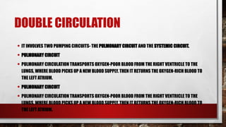 DOUBLE CIRCULATION
• IT INVOLVES TWO PUMPING CIRCUITS- THE PULMONARY CIRCUIT AND THE SYSTEMIC CIRCUIT.
• PULMONARY CIRCUIT
• PULMONARY CIRCULATION TRANSPORTS OXYGEN-POOR BLOOD FROM THE RIGHT VENTRICLE TO THE
LUNGS, WHERE BLOOD PICKS UP A NEW BLOOD SUPPLY. THEN IT RETURNS THE OXYGEN-RICH BLOOD TO
THE LEFT ATRIUM.
• PULMONARY CIRCUIT
• PULMONARY CIRCULATION TRANSPORTS OXYGEN-POOR BLOOD FROM THE RIGHT VENTRICLE TO THE
LUNGS, WHERE BLOOD PICKS UP A NEW BLOOD SUPPLY. THEN IT RETURNS THE OXYGEN-RICH BLOOD TO
THE LEFT ATRIUM.
 