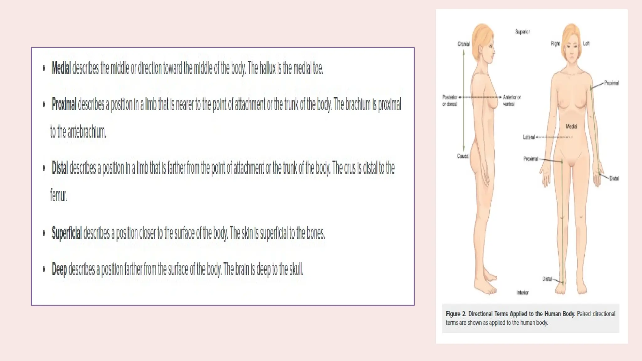 pathfit1-LESSON 1-ANATOMICAL POSITIONS.pptx