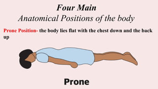 Four Main
Anatomical Positions of the body
Prone Position- the body lies flat with the chest down and the back
up
 