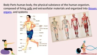 Body Parts human body, the physical substance of the human organism,
composed of living cells and extracellular materials and organized into tissues,
organs, and systems
 