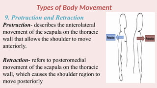 Types of Body Movement
9. Protraction and Retraction
Protraction- describes the anterolateral
movement of the scapula on the thoracic
wall that allows the shoulder to move
anteriorly.
Retraction- refers to posteromedial
movement of the scapula on the thoracic
wall, which causes the shoulder region to
move posteriorly
 