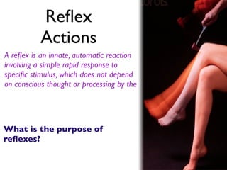 Reflex Behavior Examples Lesson 1 behaviours not dependent on learning | KEY