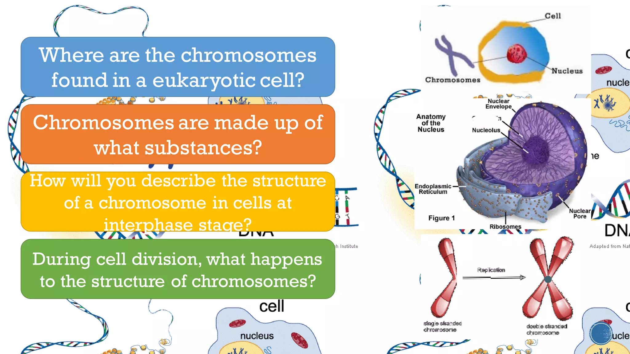 Where are the chromosomes
found in a eukaryotic cell?
Chromosomes are made up of
what substances?
How will you describe the structure
of a chromosome in cells at
interphase stage?
During cell division, what happens
to the structure of chromosomes?
 