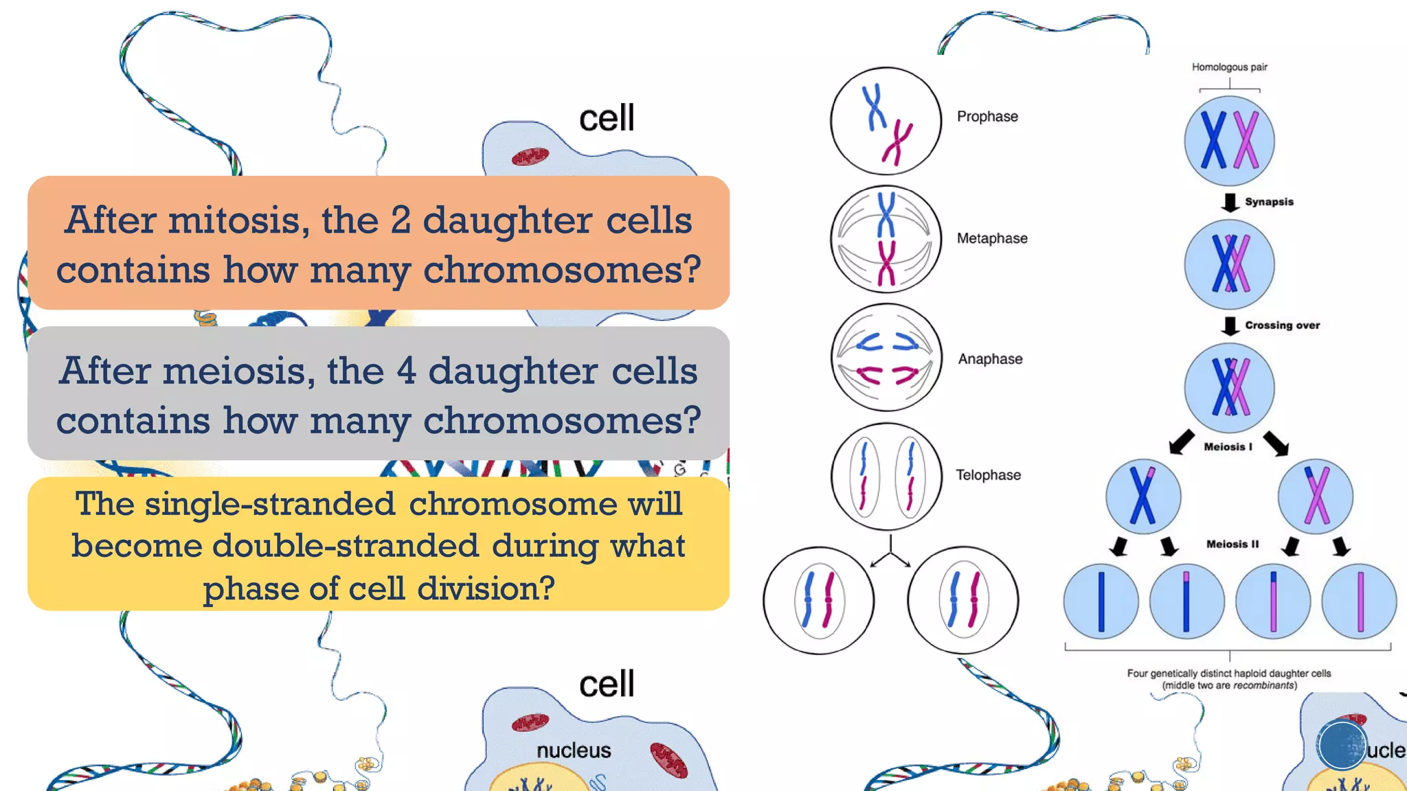 After mitosis, the 2 daughter cells
contains how many chromosomes?
After meiosis, the 4 daughter cells
contains how many chromosomes?
The single-stranded chromosome will
become double-stranded during what
phase of cell division?
 