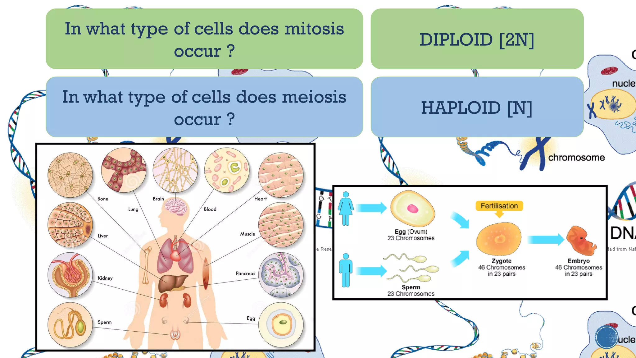 In what type of cells does mitosis
occur ?
DIPLOID [2N]
In what type of cells does meiosis
occur ?
HAPLOID [N]
 