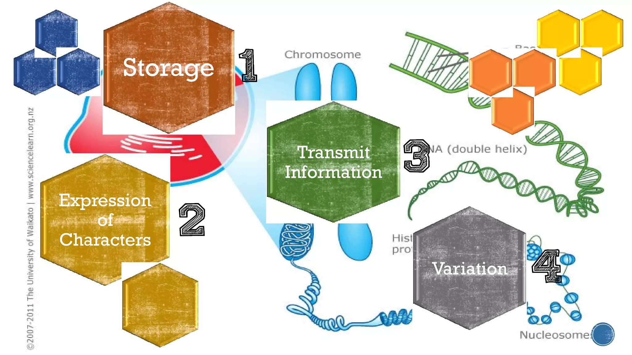 Storage 1
Expression
of
Characters
2
Transmit
Information 3
Variation 4
 