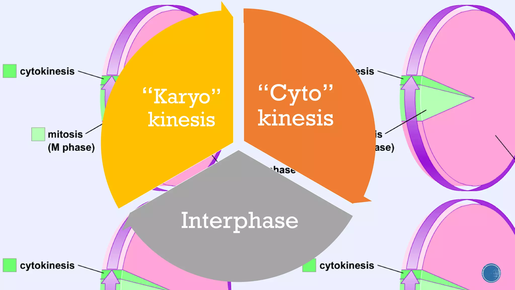 “Cyto”
kinesis
Interphase
“Karyo”
kinesis
 