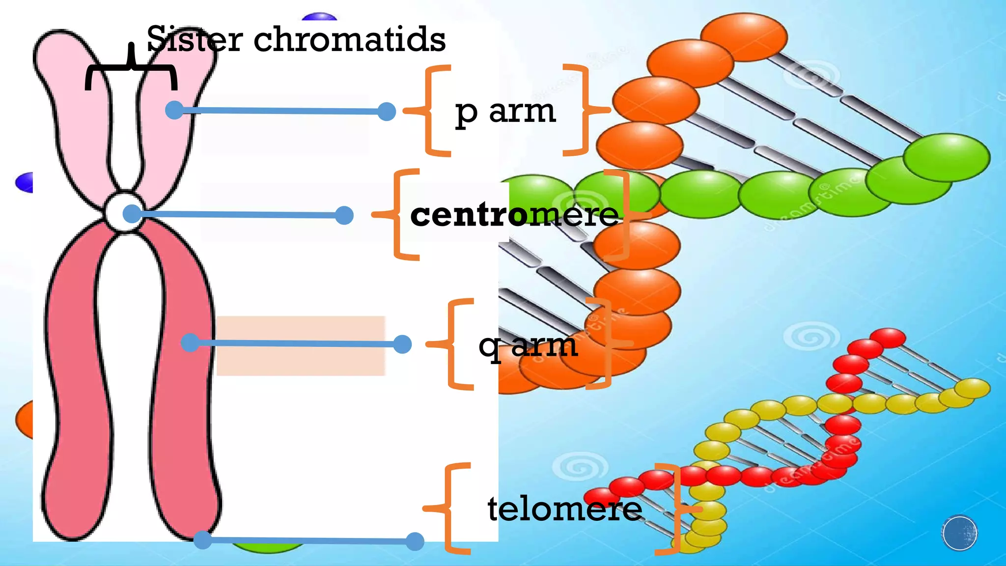 p arm
centromere
q arm
telomere
Sister chromatids
 