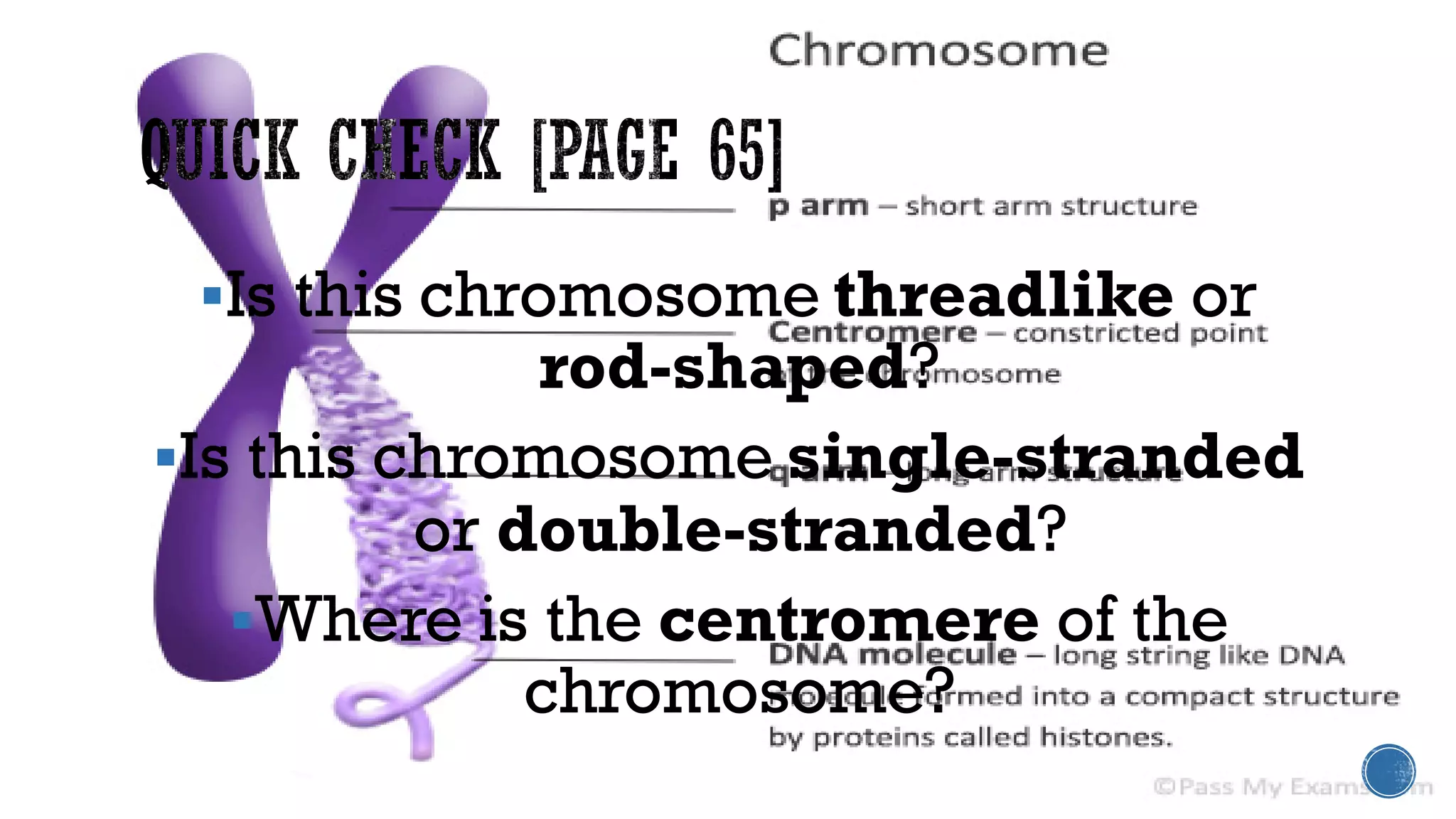 Is this chromosome threadlike or
rod-shaped?
Is this chromosome single-stranded
or double-stranded?
Where is the centromere of the
chromosome?
 