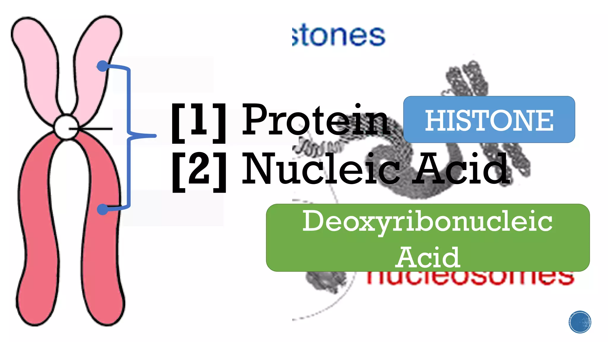 [1] Protein
[2] Nucleic Acid
HISTONE
Deoxyribonucleic
Acid
 