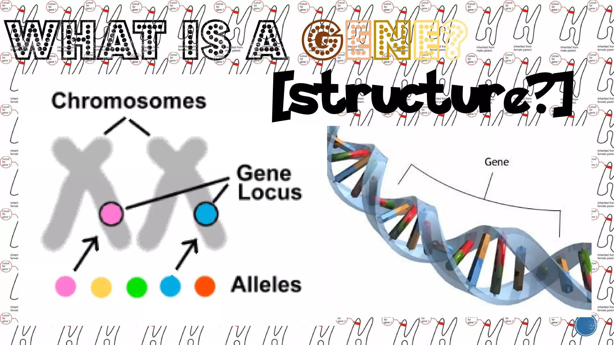 Grade 9 - Chromosomal basis of inheritance | PDF