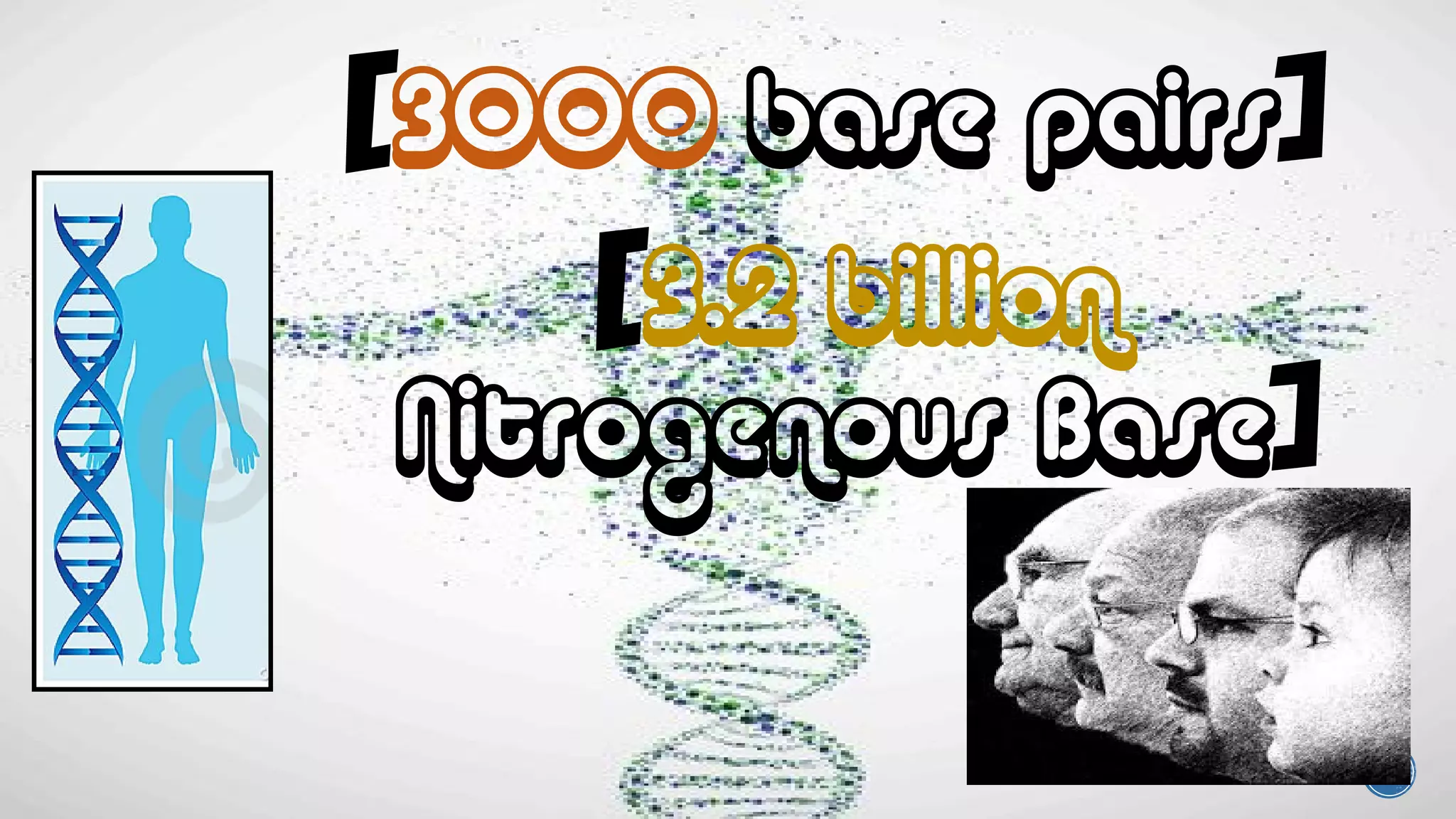 [3000 base pairs]
[3.2 billion
Nitrogenous Base]
 