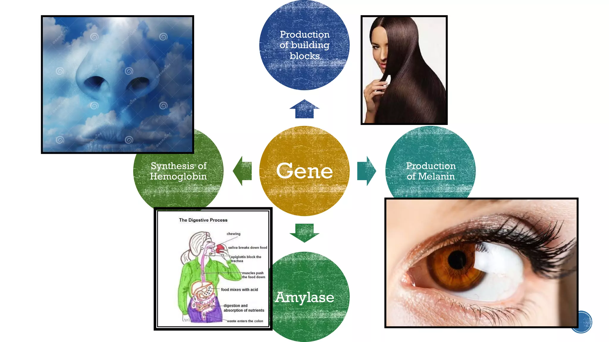 Gene
Production
of building
blocks
Production
of Melanin
Amylase
Synthesis of
Hemoglobin
 