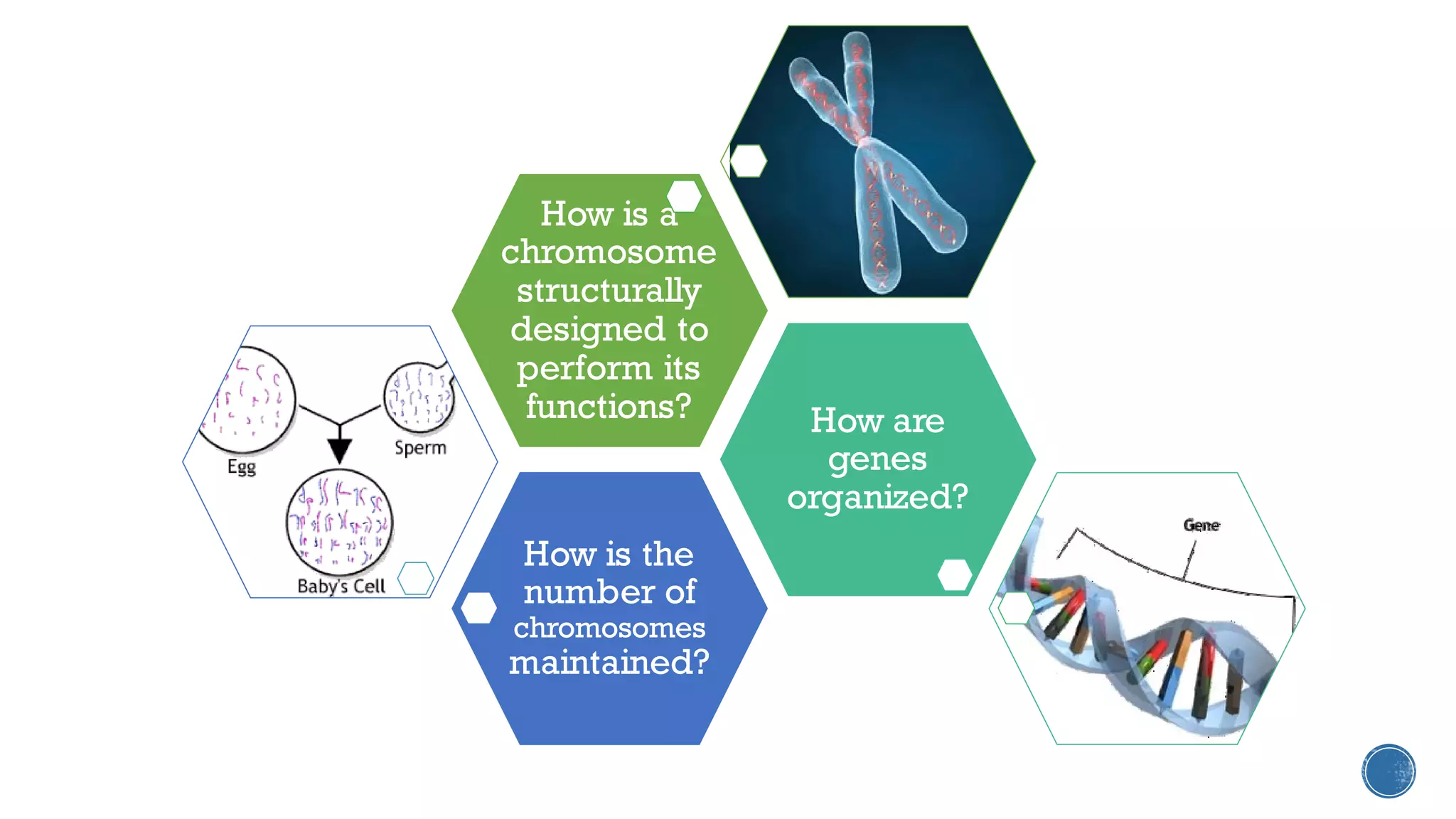 How is the
number of
chromosomes
maintained?
How are
genes
organized?
How is a
chromosome
structurally
designed to
perform its
functions?
 