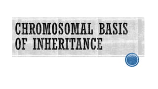 Grade 9 - Chromosomal basis of inheritance | PDF