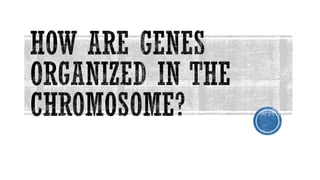 Grade 9 - Chromosomal basis of inheritance | PDF