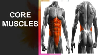 CORE
MUSCLES
 