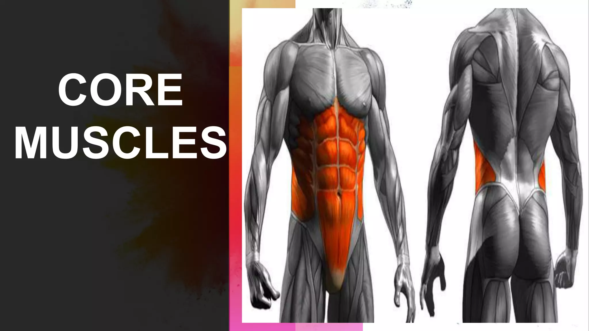 P.E. 2 - core muscle group- core stability exercises | PPTX