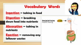 Digesting Synonym LESSON 1- Digestive Process, Function, Illness, and Diseases | PPTX